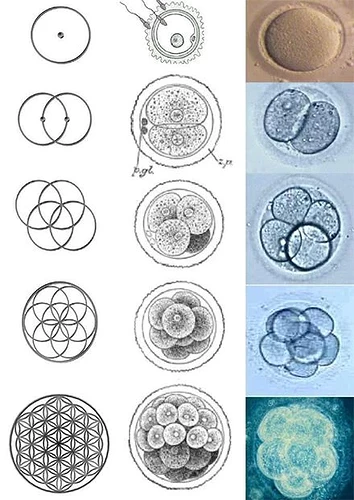 Seed_of_life_and_the_cell