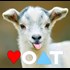 So this ad is in the sidebar. Is this the image Voat really wants? A red heart and blue triangle and a goat? Mayby just a coincidence, but not a very good image for Voat right now.