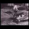 Kosher slaughter of cow
