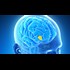 The body's Fountain of Youth could lie in the brain